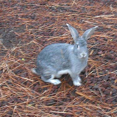 rabbit at Pine Springs Resort, Klickitat County, Washington
