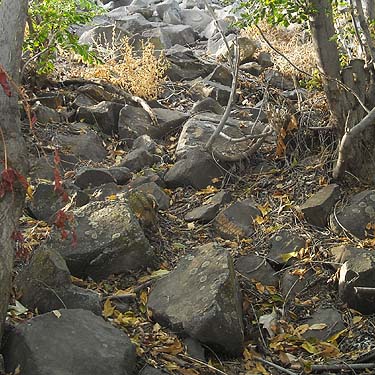 Stones at base of river-bank dike, residential district, Richland, Washington