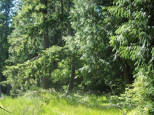 edge of forest, Wildwood Park, Pierce County, Washington