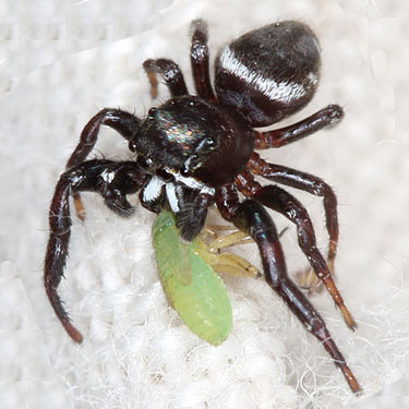 male jumping spider Metaphidippus mannii from Puyallup Riverwalk Trail, Pierce County, Washington
