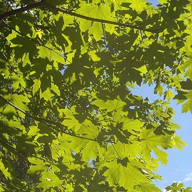 bigleaf maple leaves in sun, Wildwood Park, Pierce County, Washington