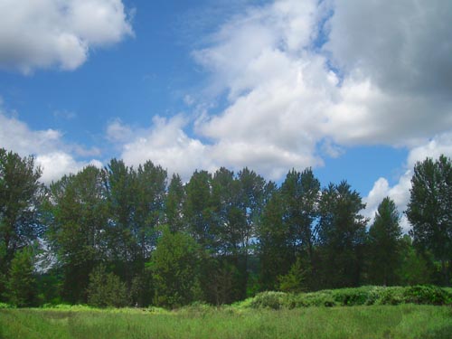 riparian cottonwoods, Puyallup Riverwalk Trail, Pierce County, Washington