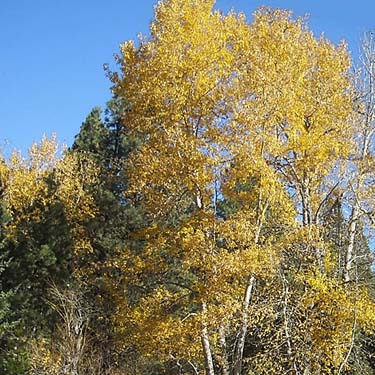 cottonwood tree with fall color, Coal Mines Trail, Roslyn, Washington