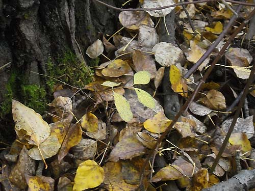 cottonwood leaf litter, Coal Mines Trail, Roslyn, Washington