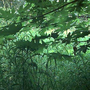 bigleaf maple Acer macrophyllum across highway from Rotary Park, Everett, Washington