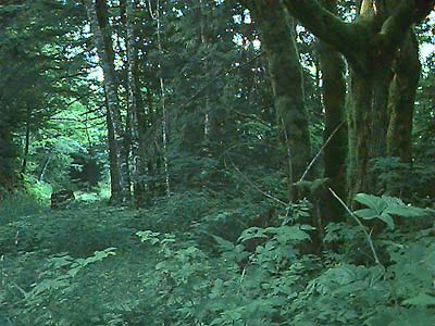 alder-maple seral forest, Rattlesnake Mountain, King County, Washington