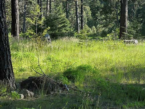 grassy understory of pine forest near Teanaway Campground, Kittitas County, Washington