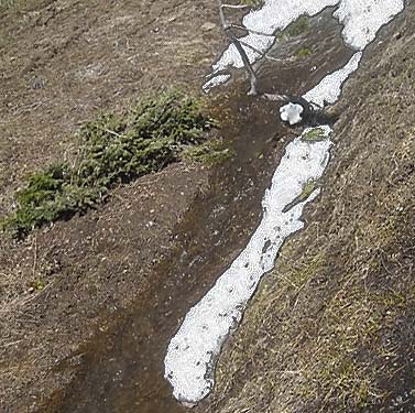 melting snow at 5400' on Table Mountain, Kittitas County, Washington
