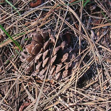 old weathered ponderosa pine cone, Reecer Creek Road 4780', Kittitas County, Washington