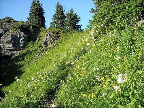 trail reaches ridge crest, Sauk Mountain, Skagit County, Washington