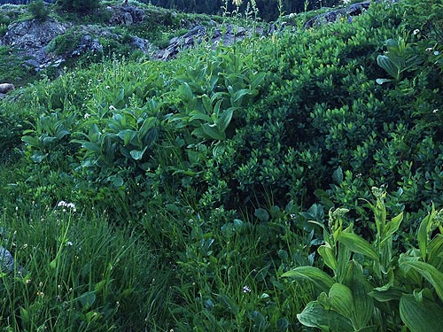 high meadow in shade, Sauk Mountain, Skagit County, Washington