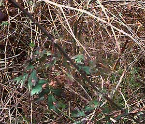 cutleaf blackberry, Rubus laciniatus, invasive plant in Shadow Lake Bog, King County, Washington