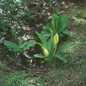 skunk cabbage, Lysichiton americanum, Shadow Lake Bog, King County, Washington