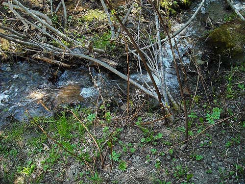 unnamed tributary of Silver Creek along Crystal Mountain Boulevard, Pierce County, Washington