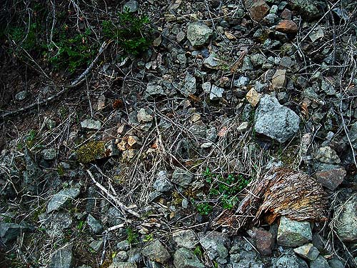roadside rocky wolf spider habitat, Silver Creek along Crystal Mountain Boulevard, Pierce County, Washington