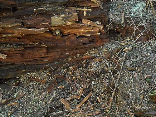rotten wood habitat in forest, Silver Creek along Crystal Mountain Boulevard, Pierce County, Washington