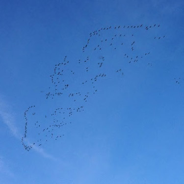 flock of winter birds, Skookumchuck River near Waunch Prairie, S edge of Thurston County, Washington