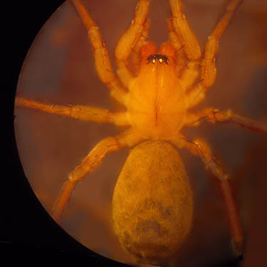 agelenid spider Cicurina tersa from junk pile, Skookumchuck River near Waunch Prairie, S edge of Thurston County, Washington