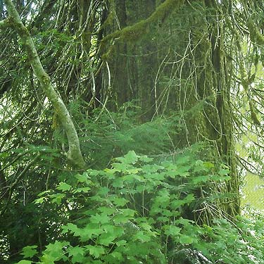 old growth western red cedar trunk Thuja plicata, Sloan Creek Road 49 end, Snohomish County, Washington