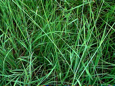 grass in remnant of  Smith Prairie, Thurston County, Washington