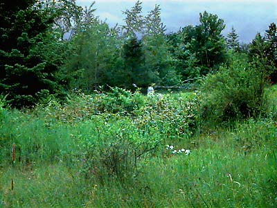 meadow of short and tall grass and Mahonia in remnant of  Smith Prairie, Thurston County, Washington