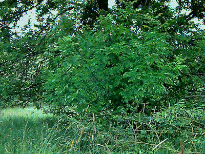 Oregon ash tree Fraxinus latifolia in remnant of  Smith Prairie, Thurston County, Washington