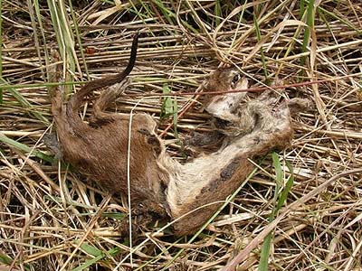 short-tailed weasel remains, Mustela erminea, Smith Prairie, Thurston County, Washington