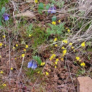 unidentified wildflowers, Stone Quarry Canyon, Kittitas County, Washington