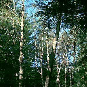 Alder, Alnus rubra forest, base of Sugarloaf, Fidalgo Island, Washington