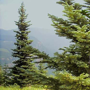 tree form of subalpine fir Abies lasiocarpa, Sun Top (mountain), Pierce County, Washington