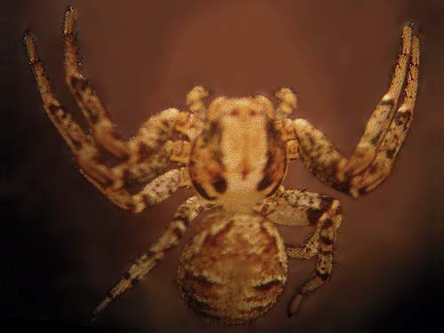 crab spider Thomisidae Xysticus montanensis, Sun Top (mountain), Pierce County, Washington