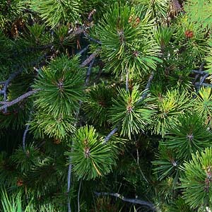 lodgepole pine Pinus contorta, Table Mountain, Kittitas County, Washington