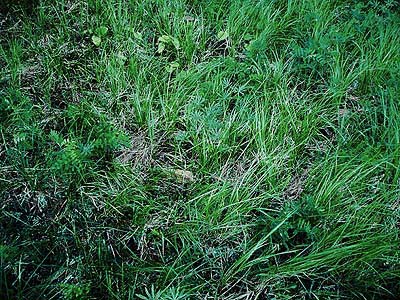 grass in forest understory, Table Mountain, Kittitas County, Washington