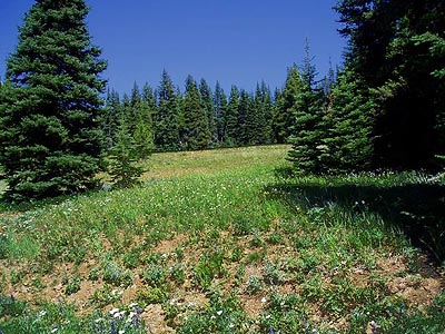 mountain meadow, Table Mountain, Kittitas County, Washington