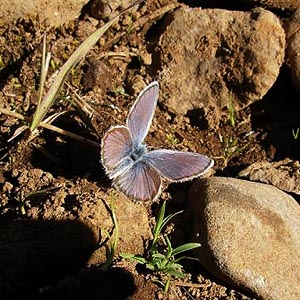blue butterfly Icaricia icarioides mudding, Table Mountain, Kittitas County, Washington