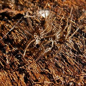 exuvium (shed skin) of spider, Pimoa sp., Table Mountain, Kittitas County, Washington