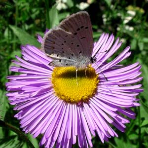 butterfly Lycaenidae Plebejus icarioides on purple daisy, trailhead to Taneum Lake, Quartz Mountain Road, Kittitas County, Washington