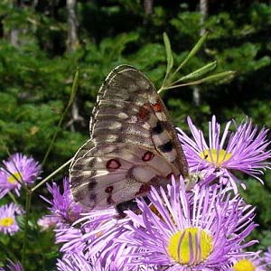 parnassian butterfly Papilionidae Parnassius smintheus, trailhead to Taneum Lake, Quartz Mountain Road, Kittitas County, Washington