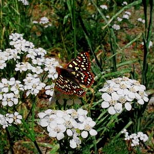 Euphydryas chalcedona anicia butterfly Nymphalidae, trailhead to Taneum Lake, Quartz Mountain Road, Kittitas County, Washington