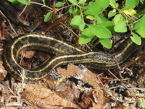 garter snake found under dead wood, Thunder Lake, Yakima County, Washington