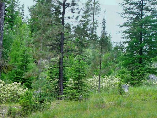 shrubland habitat in clearcut, Thunder Lake, Yakima County, Washington