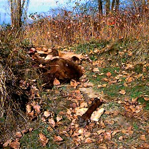 remains of deer (presumably poached) along Cowlitz River south of Toledo, Washington