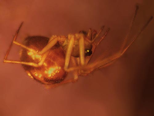 Lepthyphantes zelatus, micro-spider Linyphiidae, Sink Lake, Jefferson County, Washington