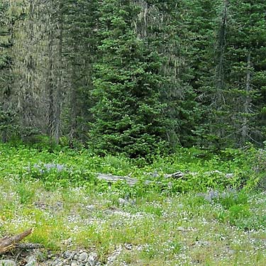 habitats near Scatter Creek south of Tucquala Lake, northern Kittitas County, Washington