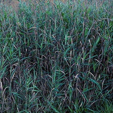 Phragmites sp. in grassy field, Tulker, Snohomish County, Washington