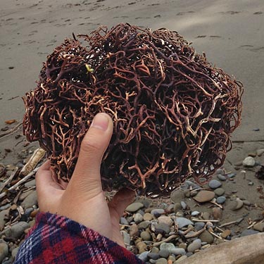 root ball on beach at West Twin River, Clallam County, Washington