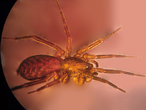 spider Agroeca ornata Liocranidae from leaf litter, Teanaway Campground, Kittitas County, Washington