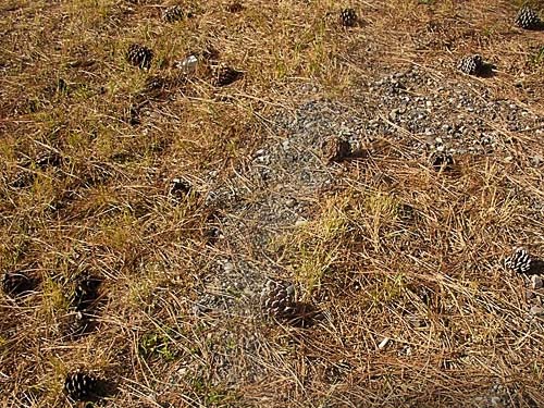 pine cones litter the ground at Vernita Rest Area, Benton County, Washington