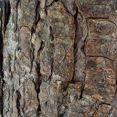 bark of large true fir Abies on lake shore, Rock Rabbit Lakes, Kittitas County, Washington