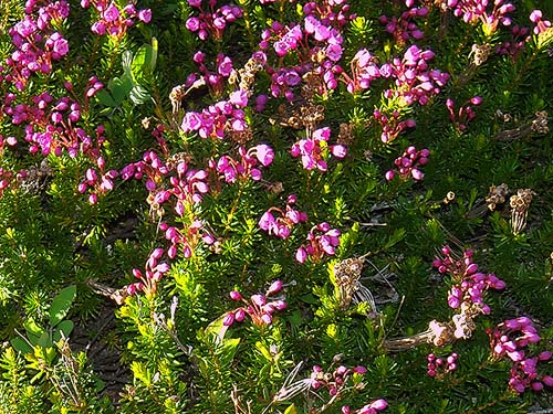 pink mountain heather Phyllodoce empetriformis, Rock Rabbit Lakes, Kittitas County, Washington